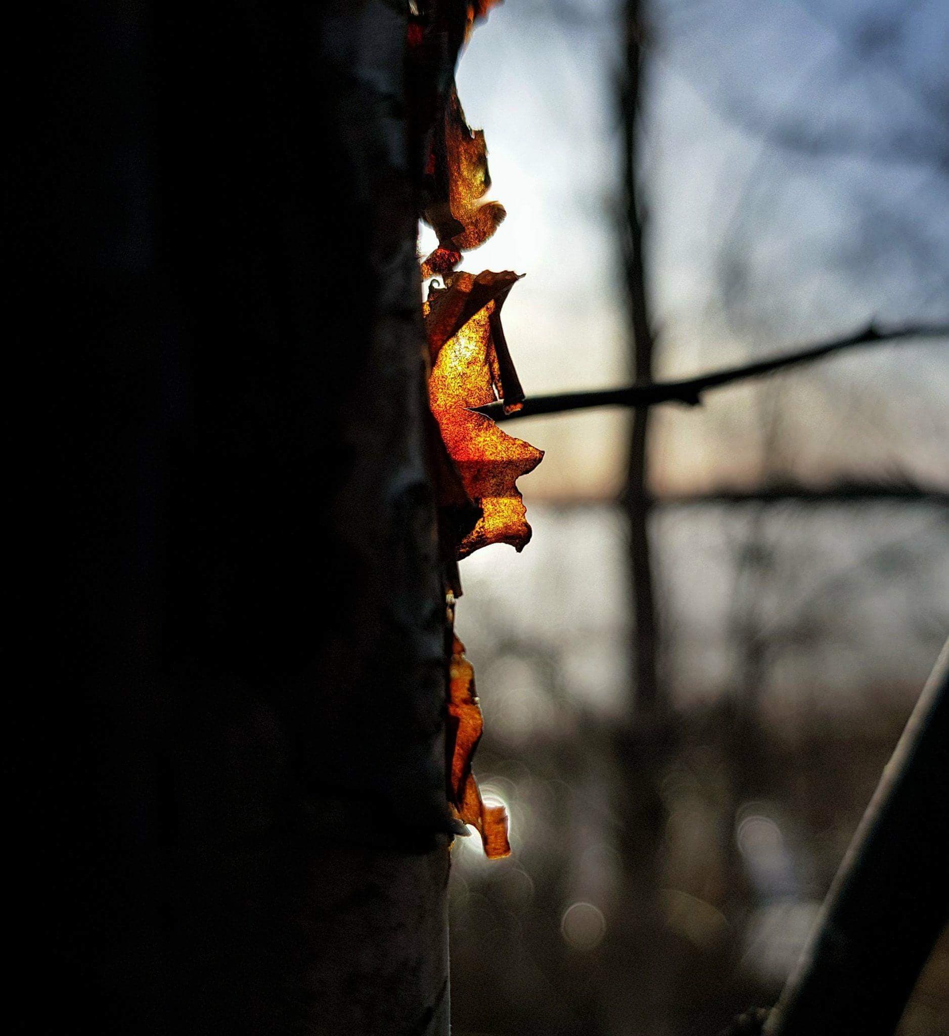 Close-up of tree bark texture