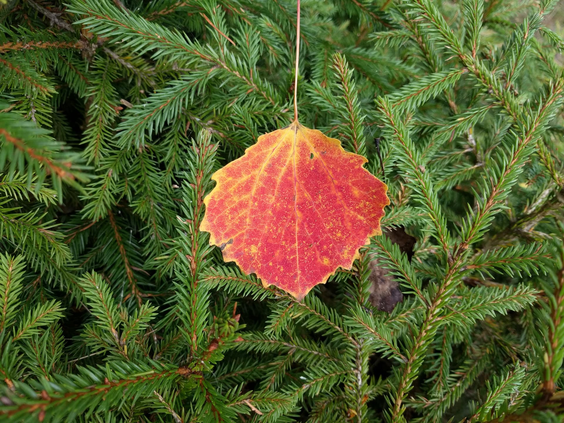 Single leaf in focus