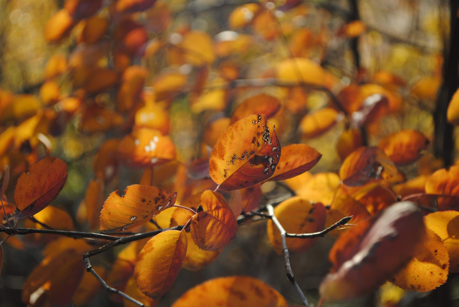 Autumn leaves pattern